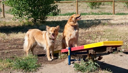 Little Dry Creek Dog Park